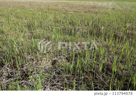 春に芽吹き始めた、茅場のヨシ 春に芽吹き始めた、茅場のヨシ 113794078