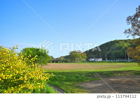 ヤマブキの花が咲くころ いこいの広場 越辺川沿い ヤマブキの花が咲くころ いこいの広場 越辺川沿い 113794112