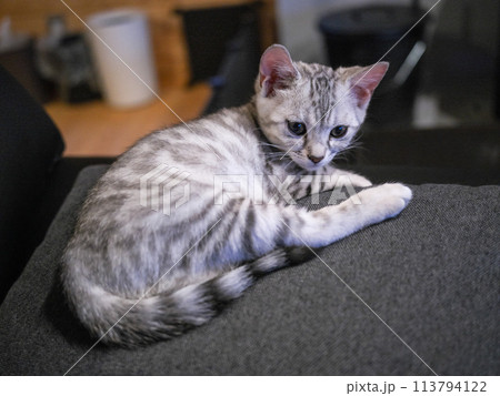 ソファーで寛ぐベンガル猫 113794122