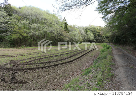 木々が芽吹いてきた、谷津田の春 113794154