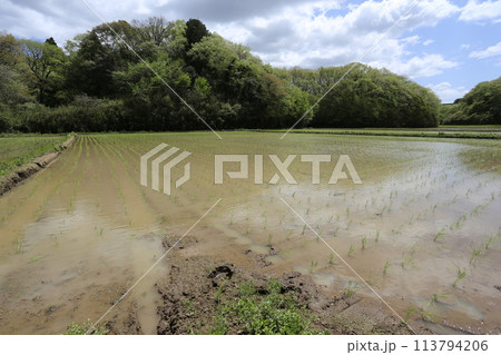 田植えの終わった芽吹きの頃の、谷津田 田植えの終わった芽吹きの頃の、谷津田 113794206