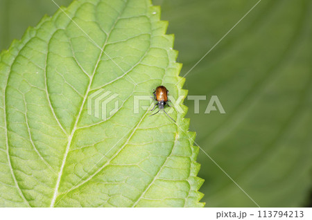 キバネマルノミハムシ キバネマルノミハムシ 113794213