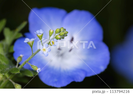 キュウリグサ 113794216