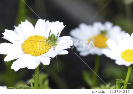 キリギリスの幼生 113794217