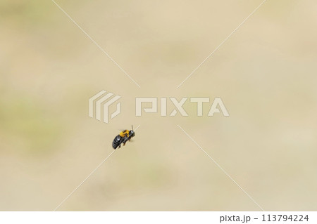 クマバチ 113794224