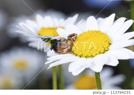 ガザミグモ 113794235