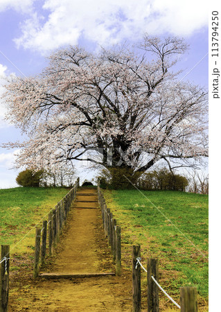 為内の一本桜（縦）1 113794250