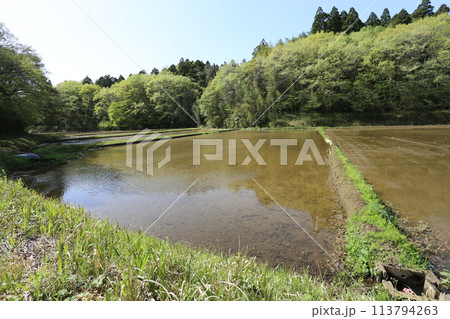 田植えを待つ、芽吹きの頃の谷津田 田植えを待つ、芽吹きの頃の谷津田 113794263