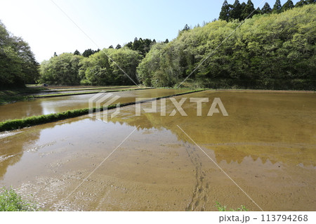田植えを待つ、芽吹きの頃の谷津田 113794268