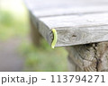 腹ペコあおむし 113794271