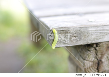 腹ペコあおむし 腹ペコあおむし 113794271