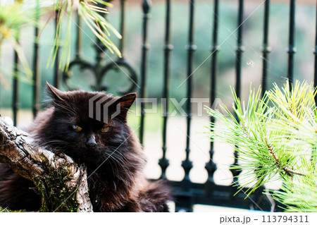 モフモフの黒猫 113794311
