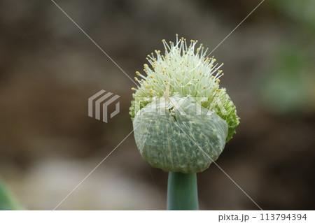 ネギの頭についたネギの花、ねぎ坊主 ネギの頭についたネギの花、ねぎ坊主 113794394