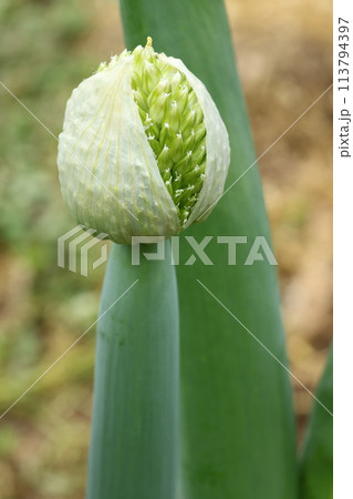 ネギの頭についたネギの花、ねぎ坊主 ネギの頭についたネギの花、ねぎ坊主 113794397
