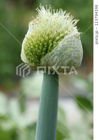 ネギの頭についたネギの花、ねぎ坊主 113794398