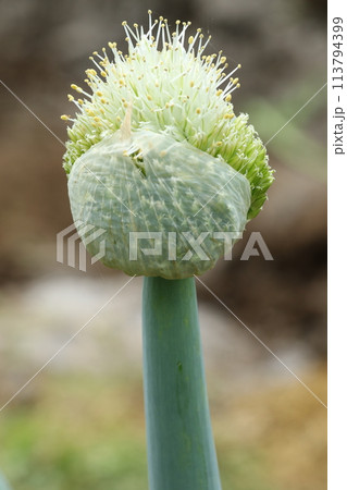 ネギの頭についたネギの花、ねぎ坊主 ネギの頭についたネギの花、ねぎ坊主 113794399
