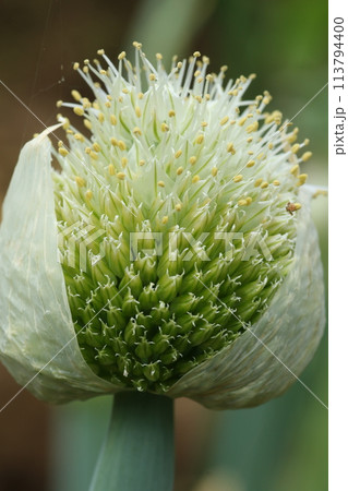 ネギの頭についたネギの花、ねぎ坊主 ネギの頭についたネギの花、ねぎ坊主 113794400