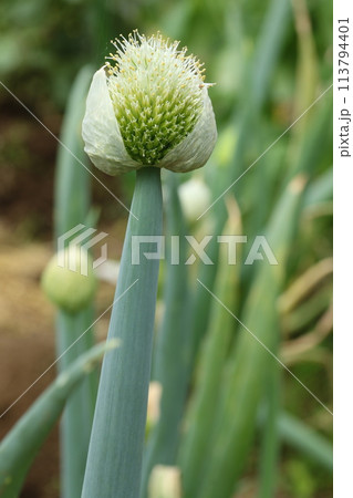 ネギの頭についたネギの花、ねぎ坊主 ネギの頭についたネギの花、ねぎ坊主 113794401