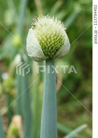 ネギの頭についたネギの花、ねぎ坊主の写真素材 [113794402] - PIXTA