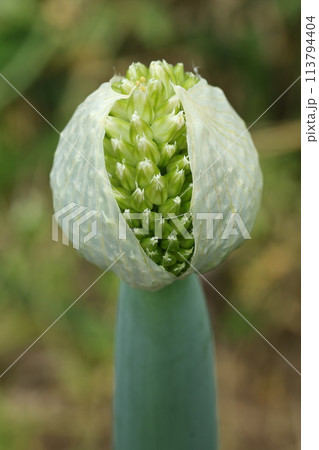 ネギの頭についたネギの花、ねぎ坊主 113794404