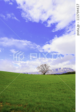 小岩井の一本桜（縦）1 113794417