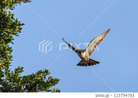 朝日を浴びながら悠然と飛ぶハヤブサ成鳥 113794781