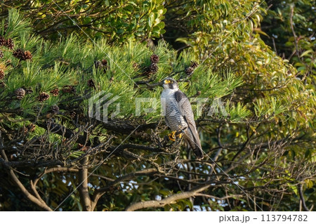 お気に入りの枝にとまってくつろぐハヤブサ成鳥 お気に入りの枝にとまってくつろぐハヤブサ成鳥 113794782