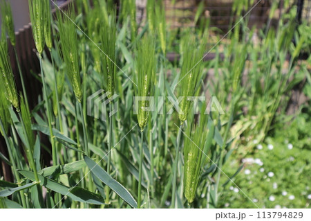 種から育てた観賞用麦 113794829