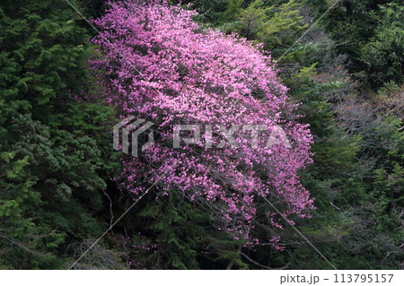 瀬戸川渓谷のアケボノツツジ　咲き誇る　（高知県　土佐町） 113795157