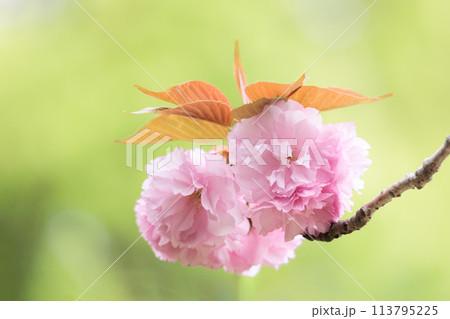 春の陽光を浴びて色とりどりに輝く桜の花たち 春の陽光を浴びて色とりどりに輝く桜の花たち 113795225