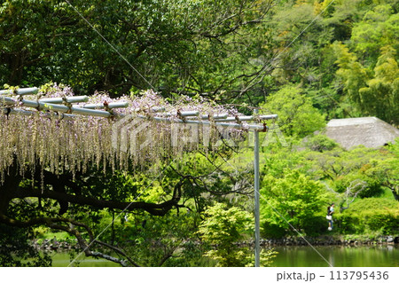 東京都町田市の薬師池公園の藤棚の風景 東京都町田市の薬師池公園の藤棚の風景 113795436