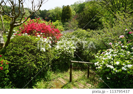東京都町田市の薬師池公園の花の風景 東京都町田市の薬師池公園の花の風景 113795437