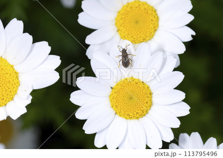 ヒメナガカメムシ ヒメナガカメムシ 113795496