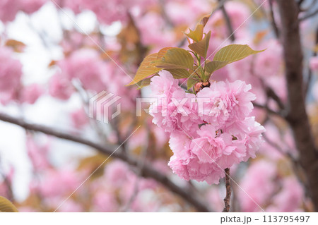 春の陽光を浴びて色とりどりに輝く桜の花たち 春の陽光を浴びて色とりどりに輝く桜の花たち 113795497