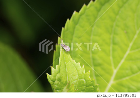 ヒレルクチブトゾウムシ 113795503