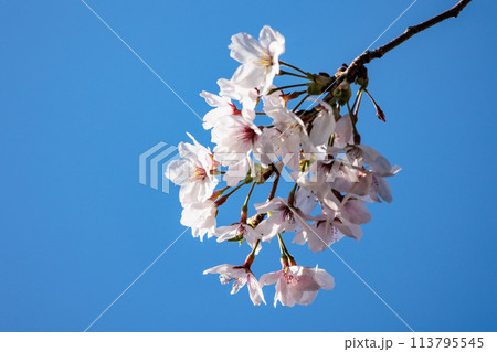 春の陽光を浴びて色とりどりに輝く桜の花たち 113795545