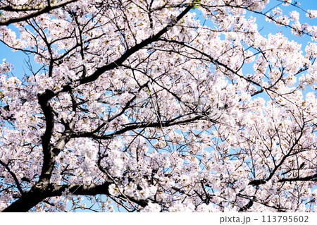 春の陽光を浴びて色とりどりに輝く桜の花たち 春の陽光を浴びて色とりどりに輝く桜の花たち 113795602