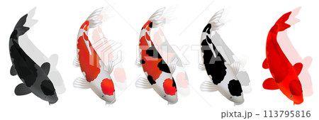 鯉 魚 カラフル かわいい アイコン 鯉 魚 カラフル かわいい アイコン 113795816