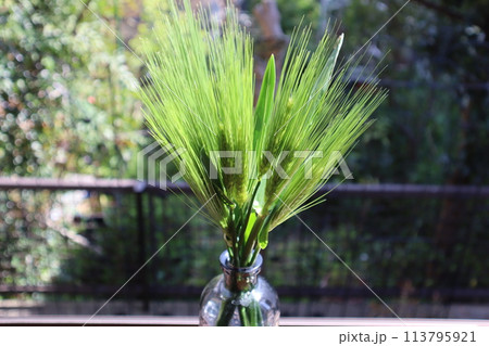 ガラス瓶に生けた観賞用麦 ガラス瓶に生けた観賞用麦 113795921