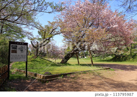 佐倉城 本丸と一の門跡への風景（桜と土塁） 113795987