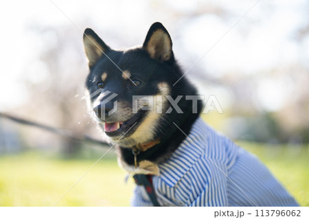 お座りしている柴犬 113796062