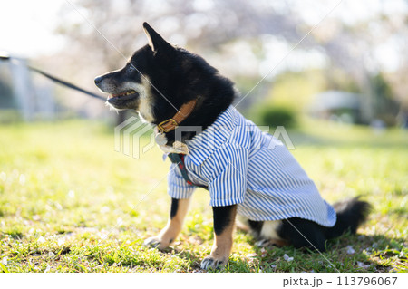 お座りしている柴犬 お座りしている柴犬 113796067