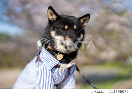 お座りしている柴犬 113796073