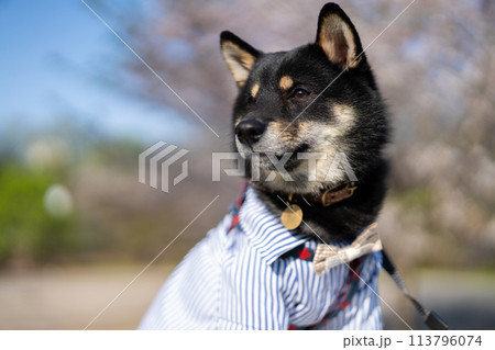 お座りしている柴犬 113796074