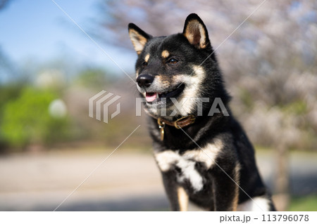 お座りしている柴犬 お座りしている柴犬 113796078