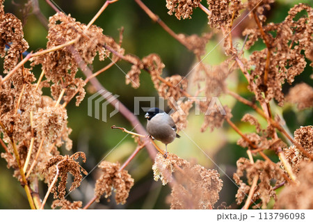 イタドリの実を食べるメスのウソ 113796098