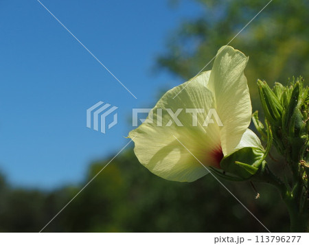 オクラの花の生態写真 オクラの花の生態写真 113796277