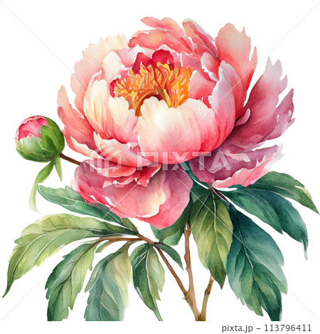 水彩画(ぼたん)№113 水彩画(ぼたん)№113 【公式通販】