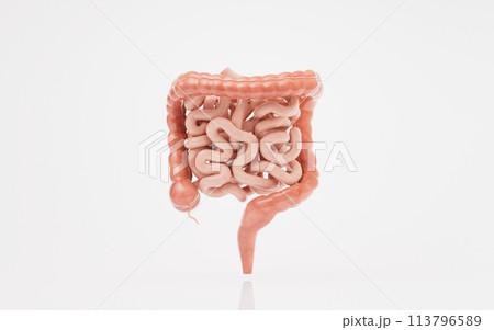 Intestinal tract with digestive health concept, 3d rendering. Intestinal tract with digestive health concept, 3d rendering. 113796589