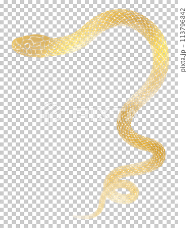 Illustration of a golden coiled snake for New Year's cards 113796842